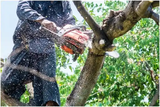 tree services East Alto Bonito